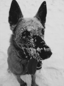 Dog covered in snow